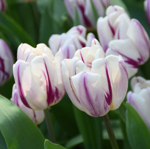 Keskiaikainen tulppaani, Triumph